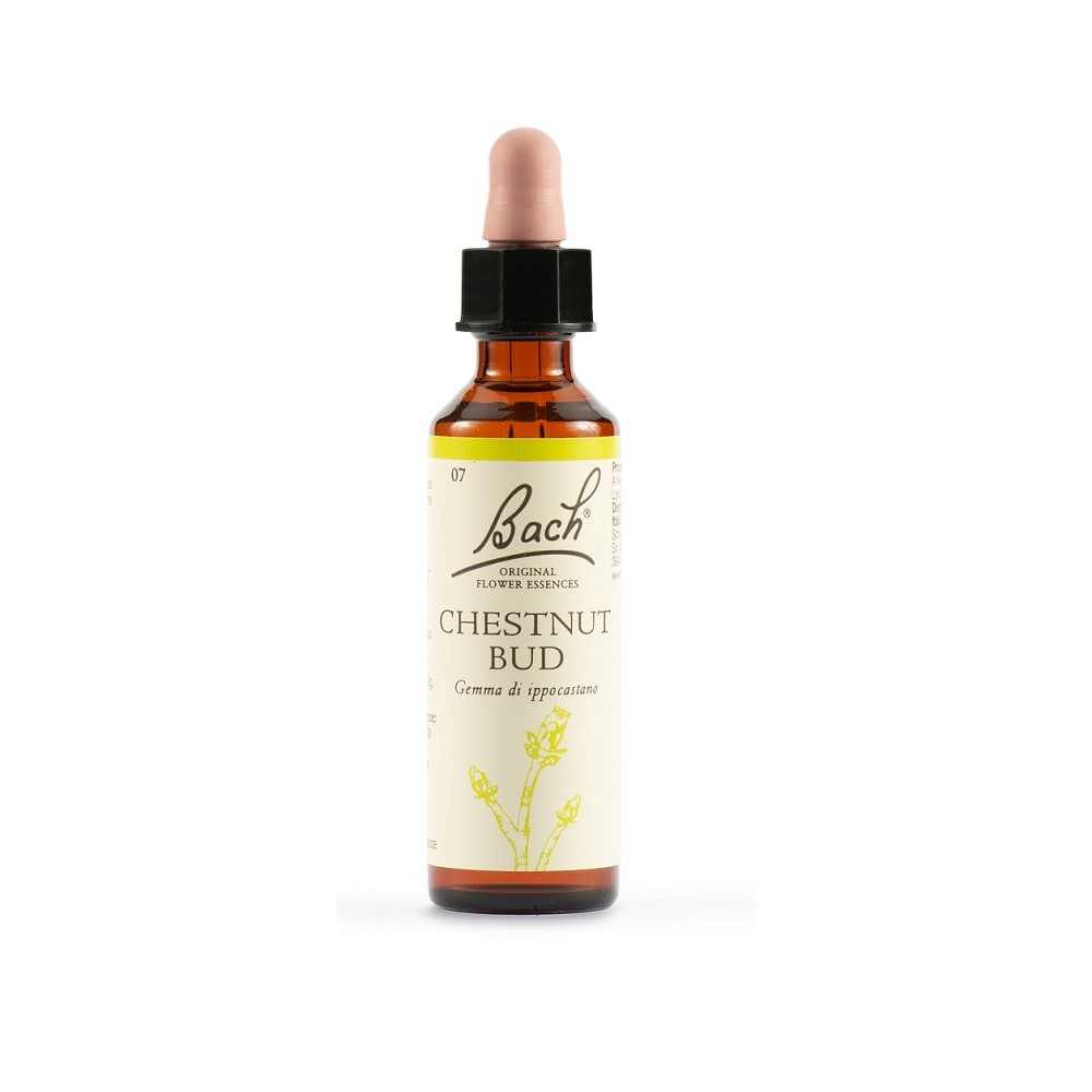 CHESTNUT BUD BACH ORIG 20ML