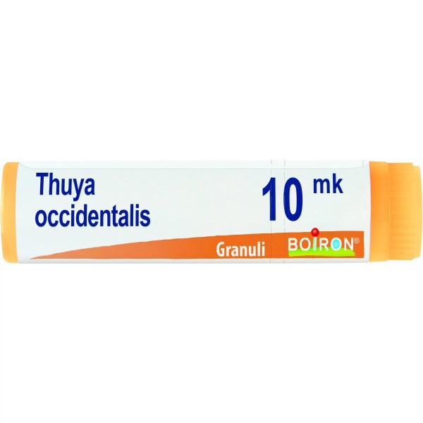 THUYA OCCIDENT XMK GL
