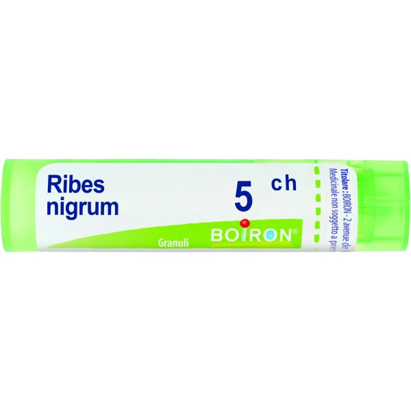 RIBES NIGRUM 5CH GR