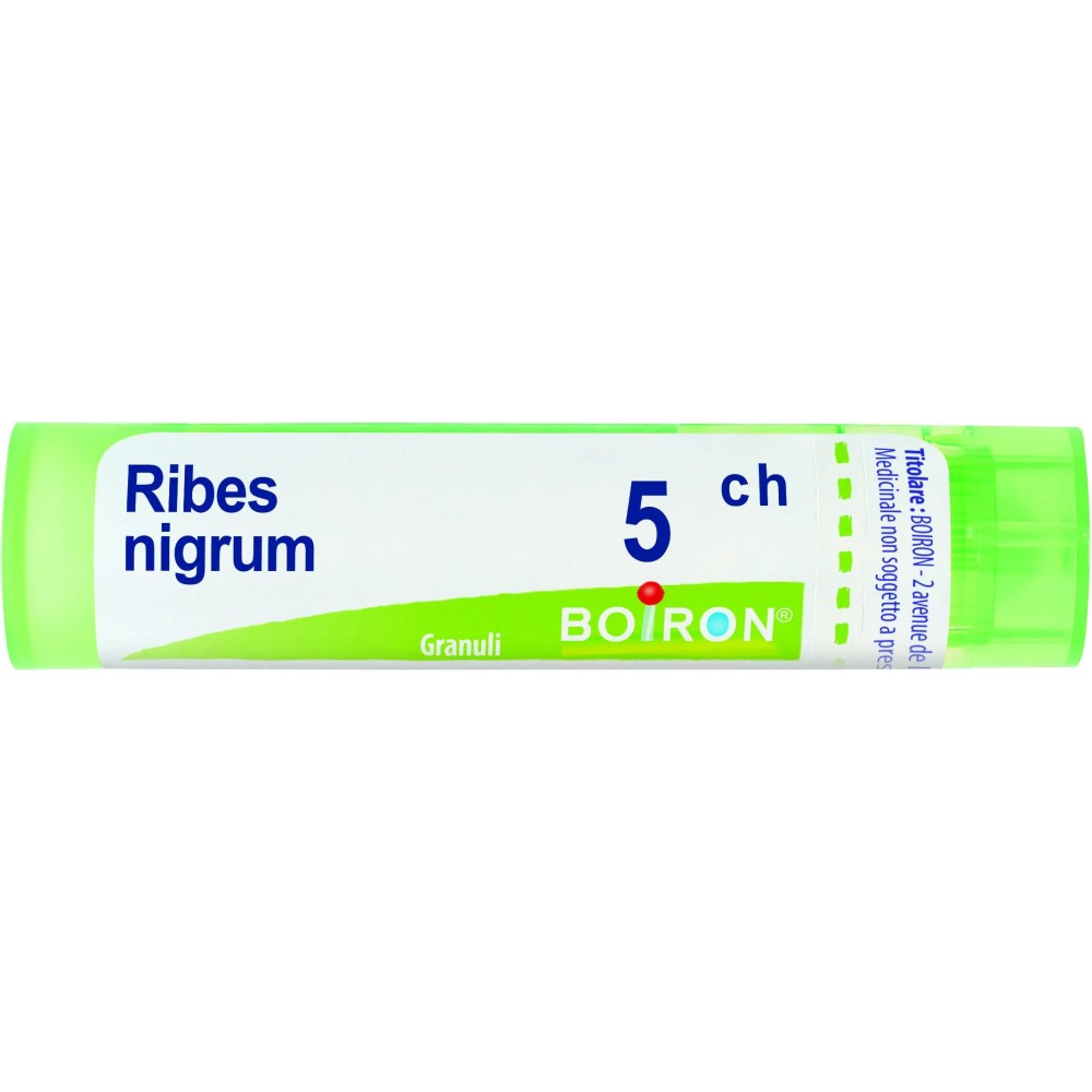 RIBES NIGRUM 5CH GR