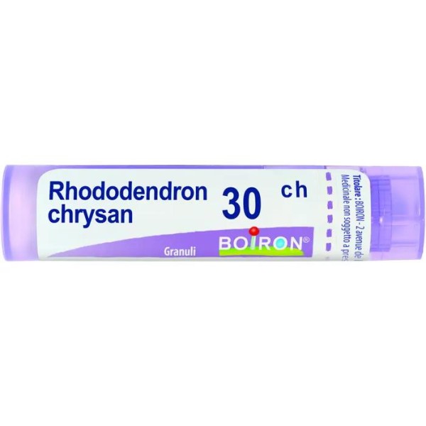 RHODODENDRON CHRYS%30CH 80GR