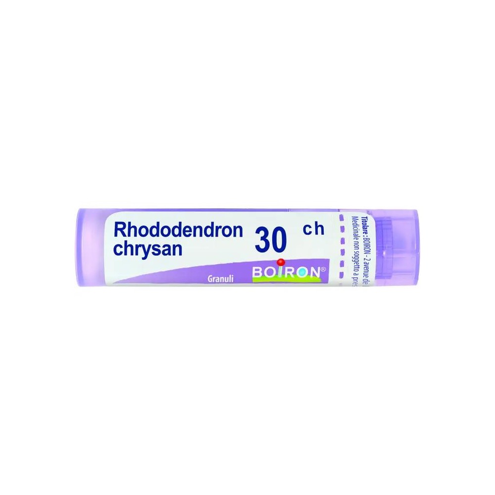 RHODODENDRON CHRYS%30CH 80GR